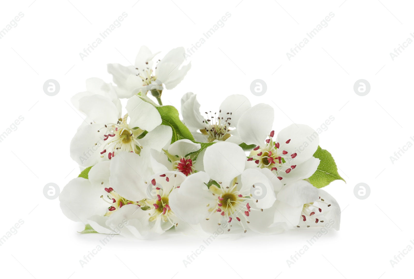 Photo of Beautiful flowers of blossoming pear tree on white background