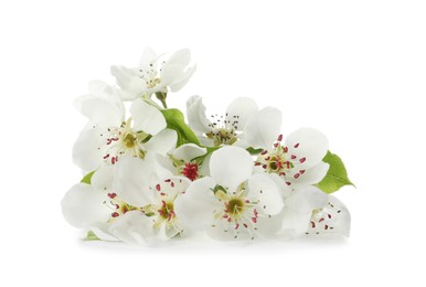 Photo of Beautiful flowers of blossoming pear tree on white background