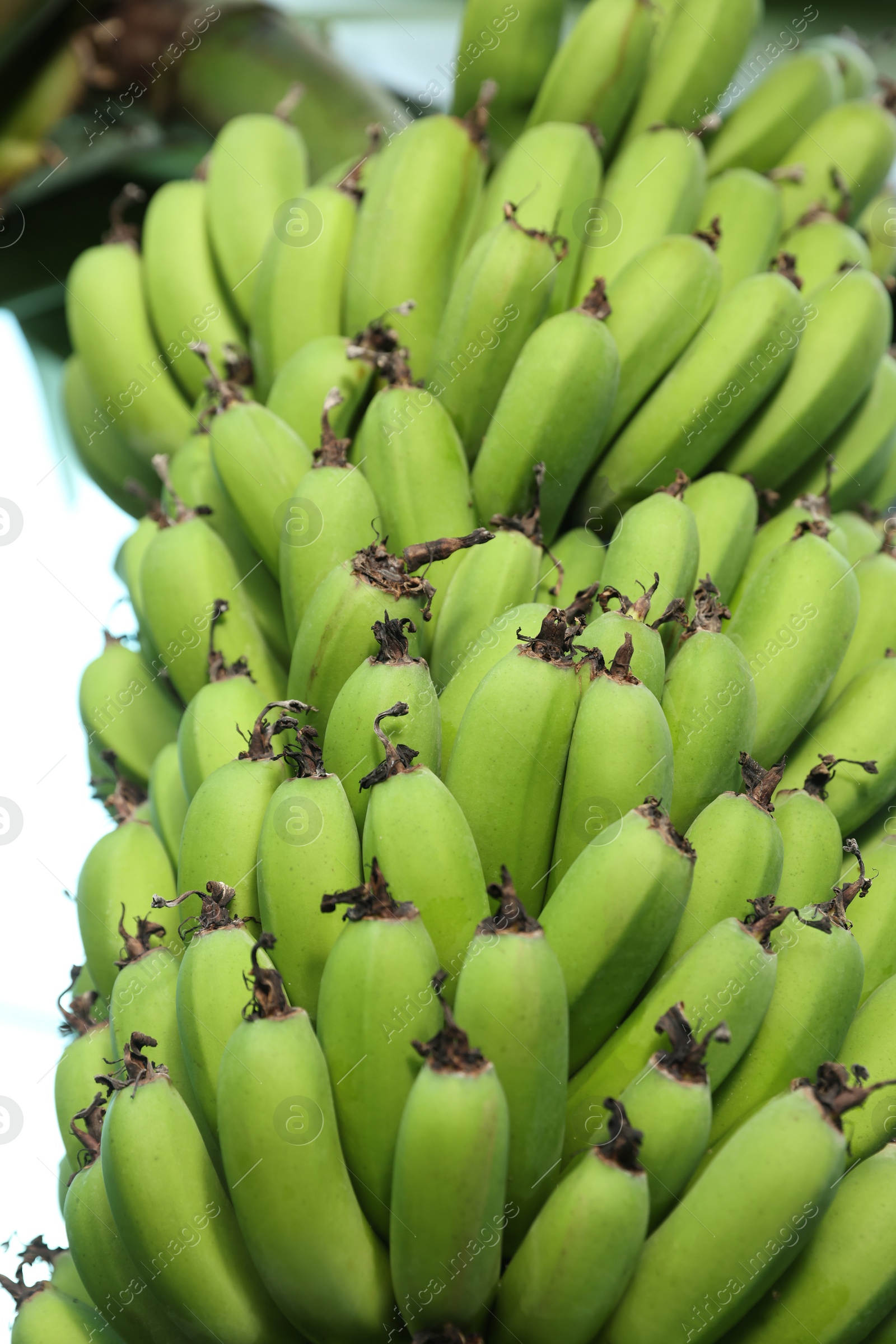 Photo of Unripe bananas growing on tree outdoors, low angle view