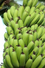 Unripe bananas growing on tree outdoors, low angle view