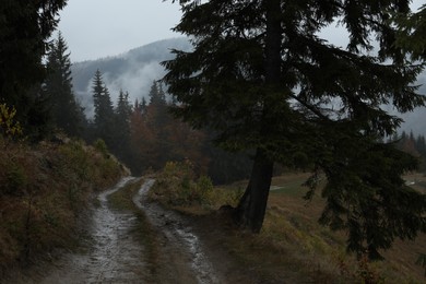 Photo of Beautiful view of pathway near mountain forest in autumn