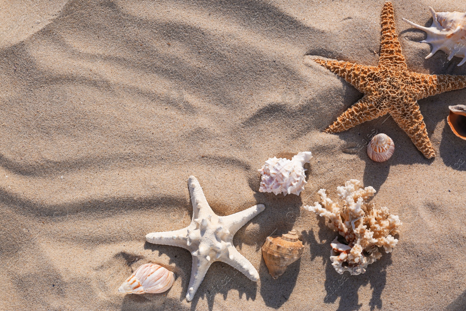 Photo of Flat lay composition with starfishes and seashells on sandy beach. Space for text