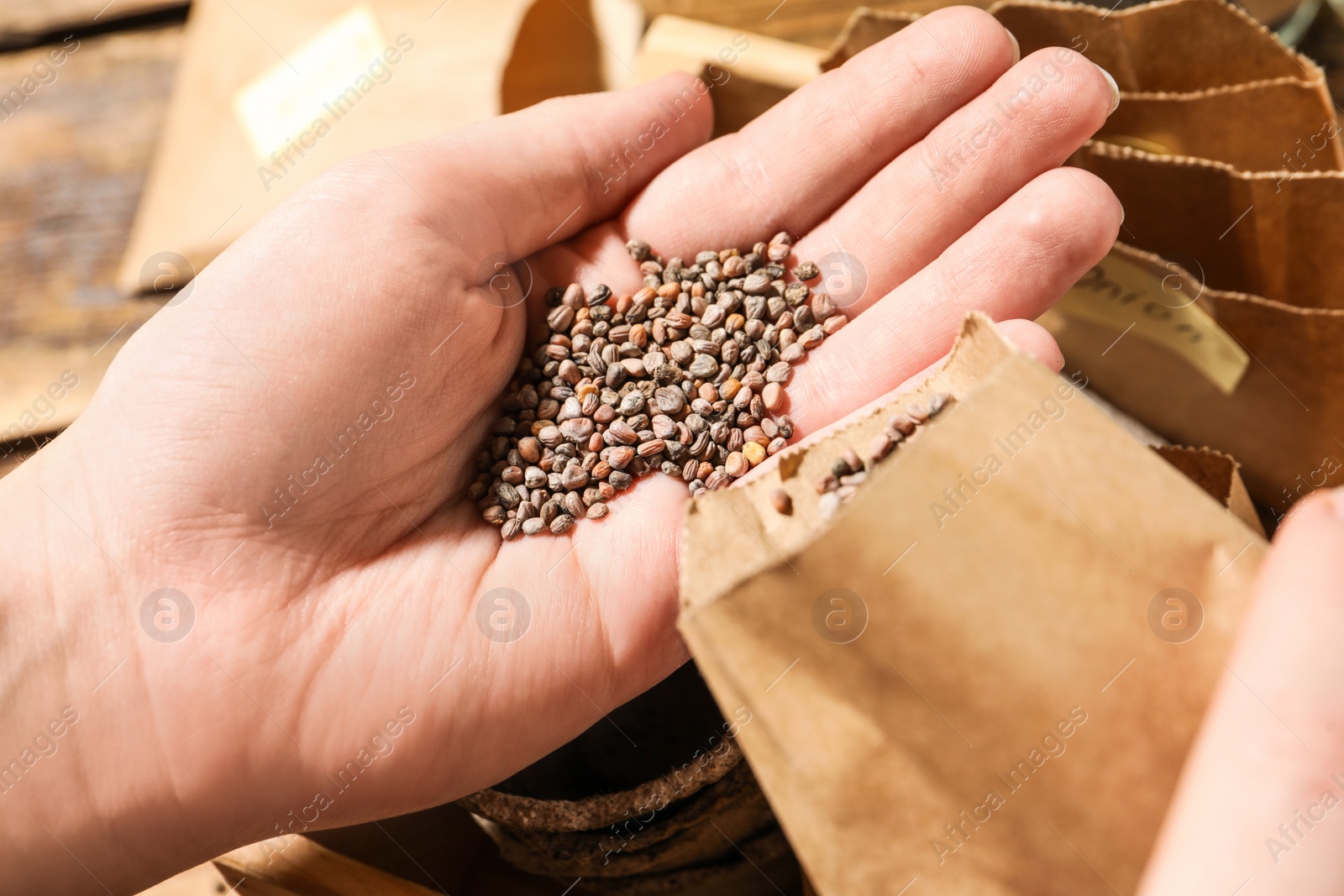 Photo of Woman pouring radish seeds from paper bag into hand, closeup. Vegetable planting