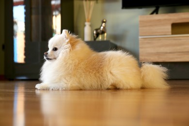 Cute fluffy Pomeranian dog at home. Lovely pet