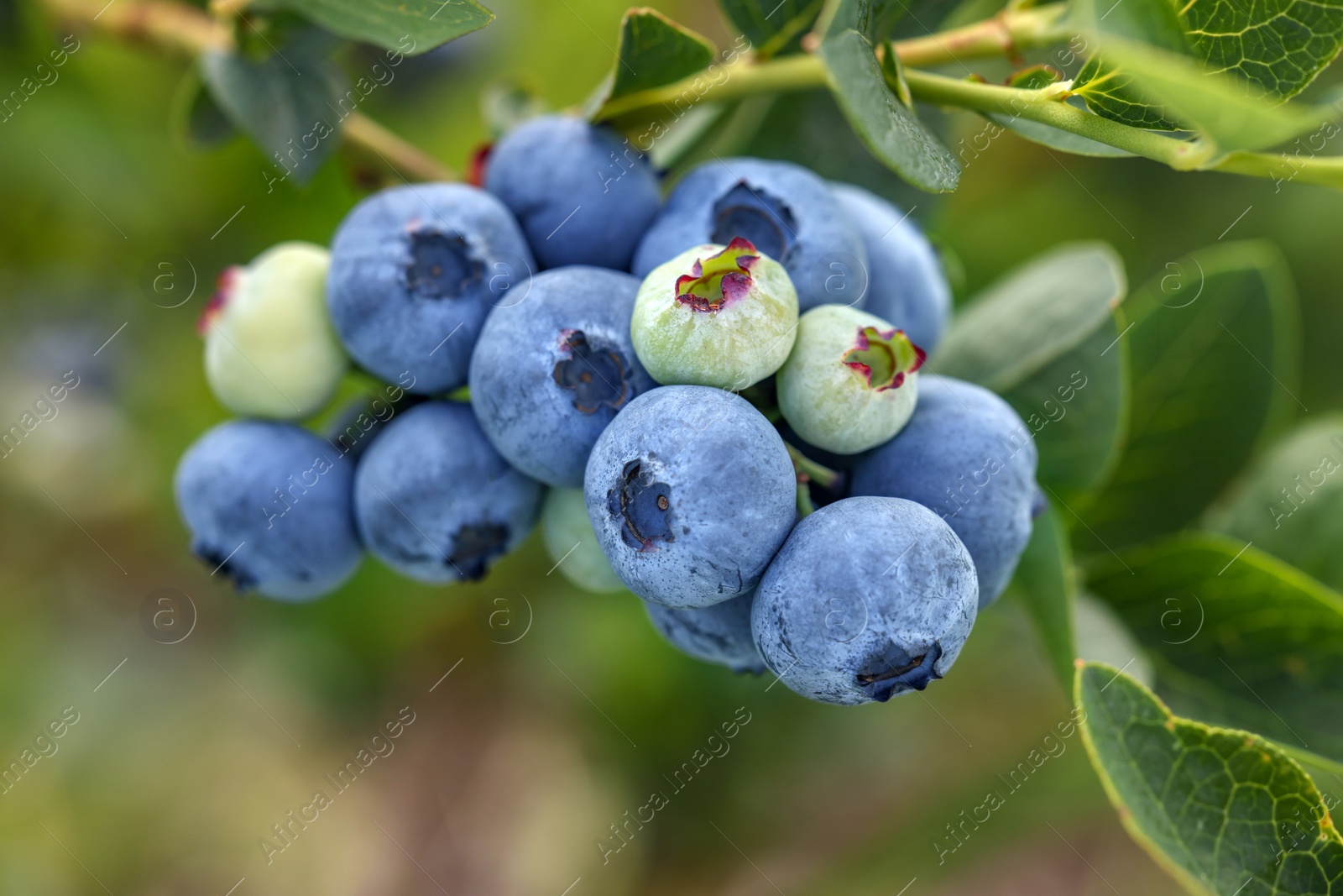 Photo of Wild blueberries growing outdoors, closeup. Seasonal berries