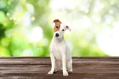 Image of Cute Jack Russel Terrier puppy on wooden surface outdoors, bokeh effect. Adorable pet 