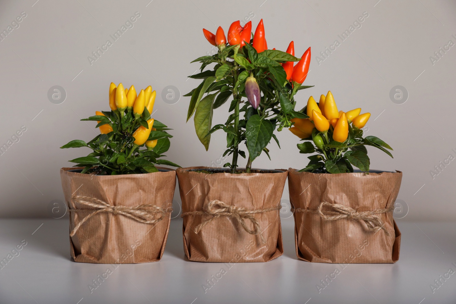 Photo of Capsicum Annuum plants. Many potted multicolor Chili Peppers on light grey background