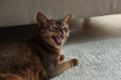 Photo of Angry Abyssinian cat on floor at home. Troublesome pet
