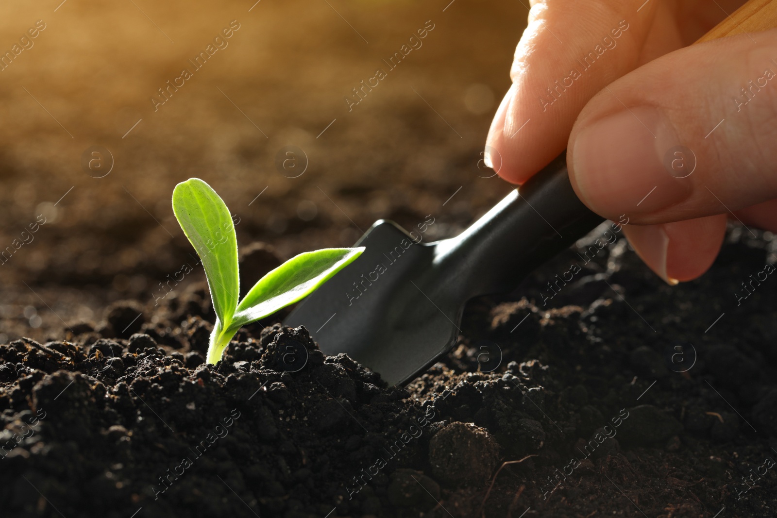 Photo of Woman taking care of young vegetable seedling outdoors, closeup