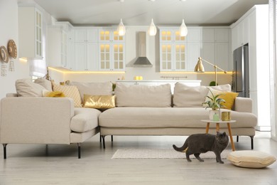 Photo of Modern living room interior. Adorable grey British Shorthair cat near couch