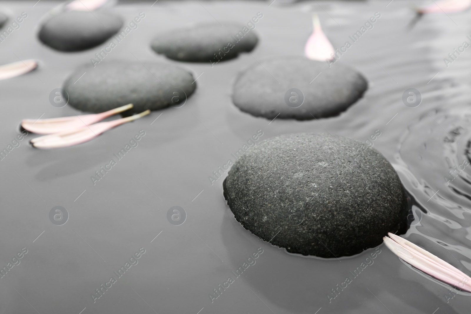 Photo of Spa stones and pink flower petals in water, closeup. Zen lifestyle