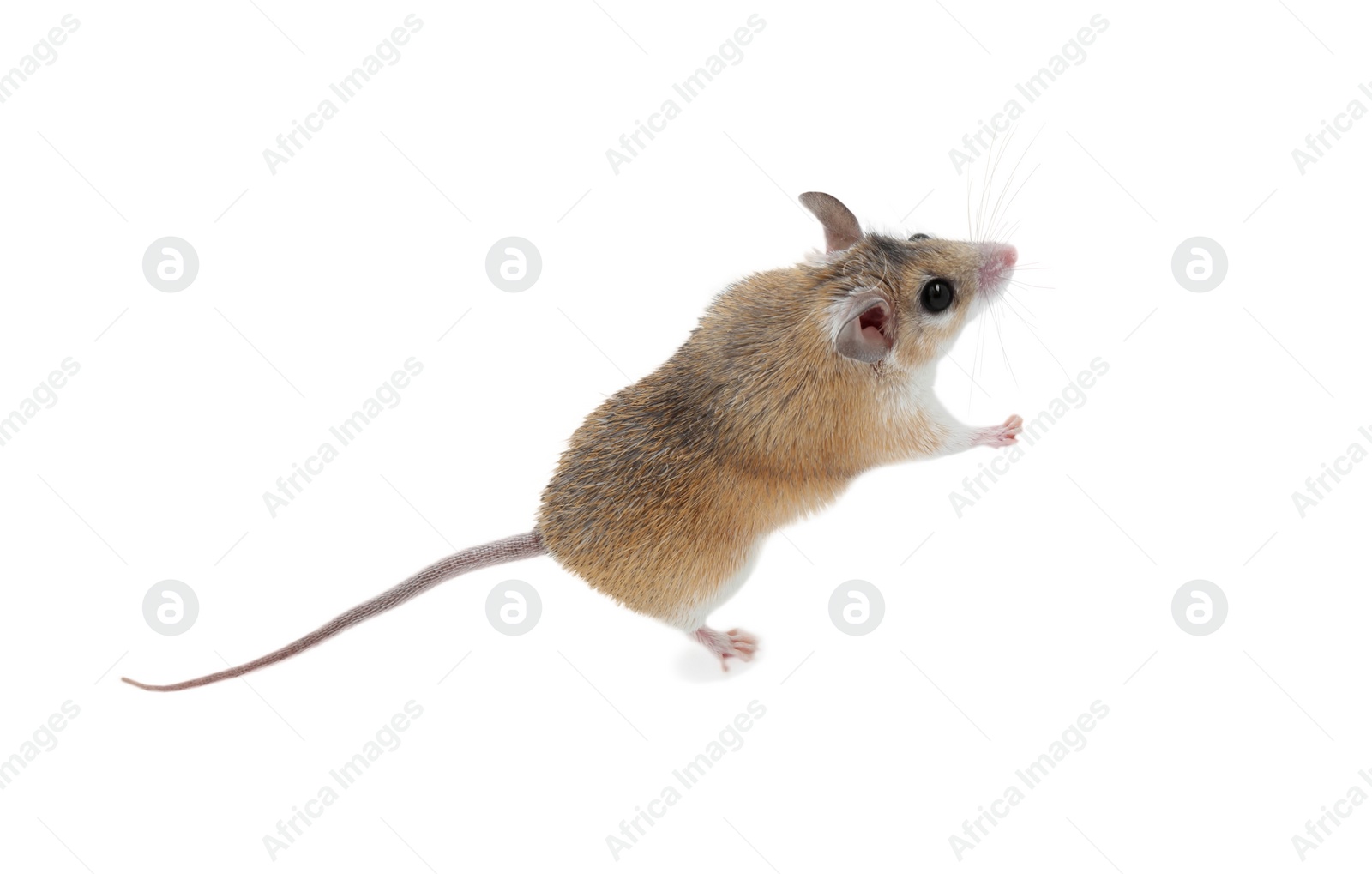 Photo of Small cute spiny mouse on white background