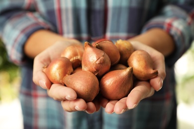 Photo of Woman holding pile of tulip bulbs on blurred background, closeup