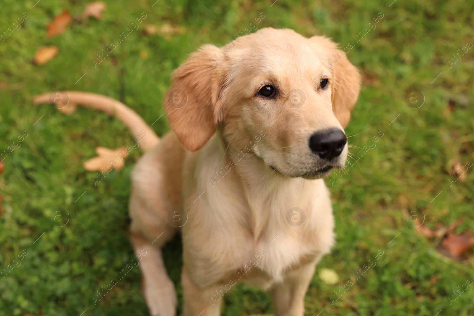 Photo of Cute Labrador Retriever puppy sitting on green grass, above view