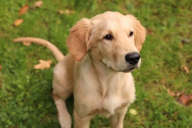 Cute Labrador Retriever puppy sitting on green grass, above view