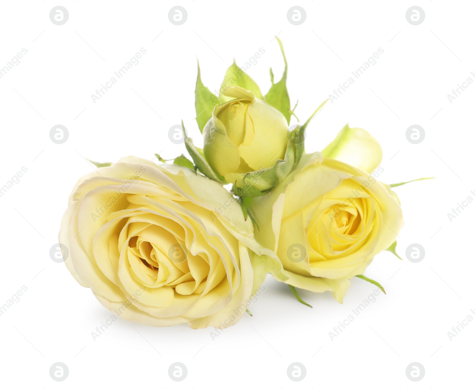 Photo of Beautiful fresh yellow roses isolated on white