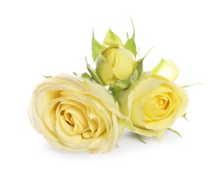 Beautiful fresh yellow roses isolated on white