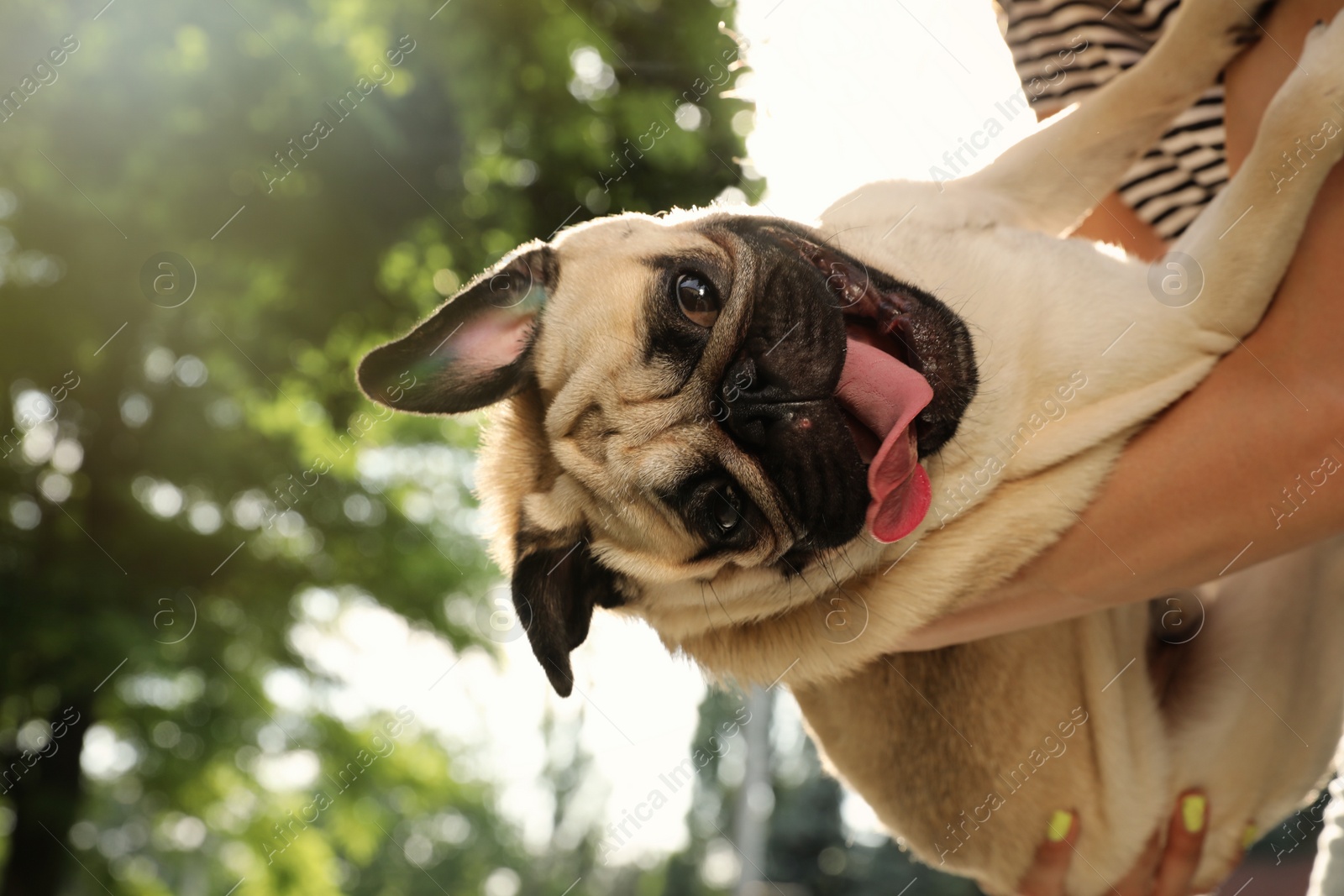 Photo of Woman with cute pug dog outdoors on sunny day, closeup. Animal adoption