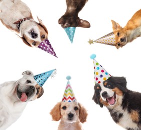 Cute dogs with party hats on white background, collage