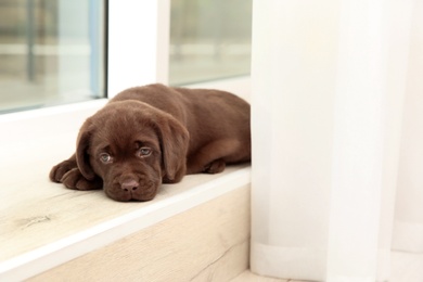 Chocolate Labrador Retriever puppy on window sill