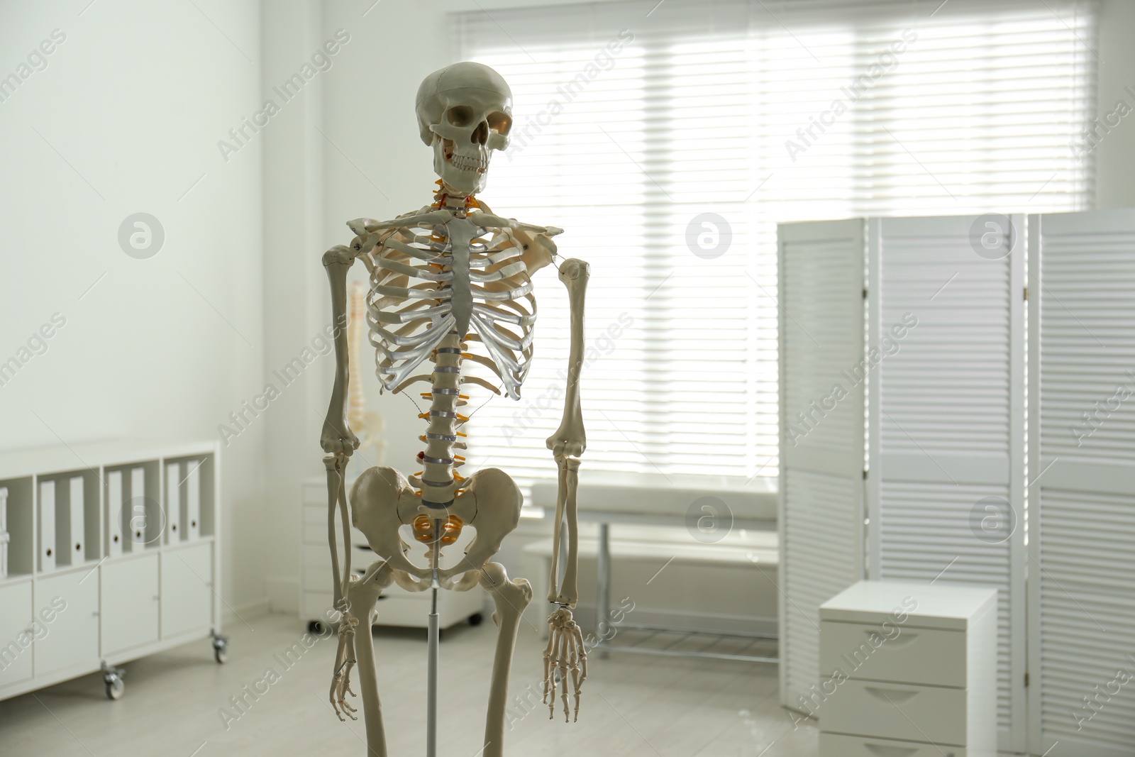 Photo of Human skeleton model in orthopedist's office. Space for text