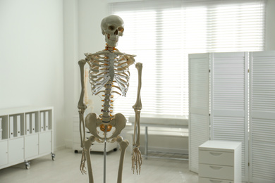 Human skeleton model in orthopedist's office. Space for text