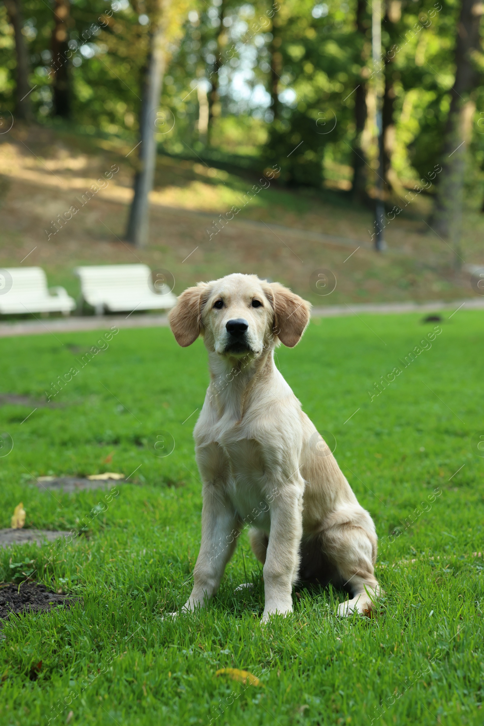 Photo of Cute Labrador Retriever puppy sitting on green grass in park, space for text