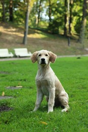 Cute Labrador Retriever puppy sitting on green grass in park, space for text