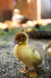 Photo of One cute fluffy duckling in yard, space for text
