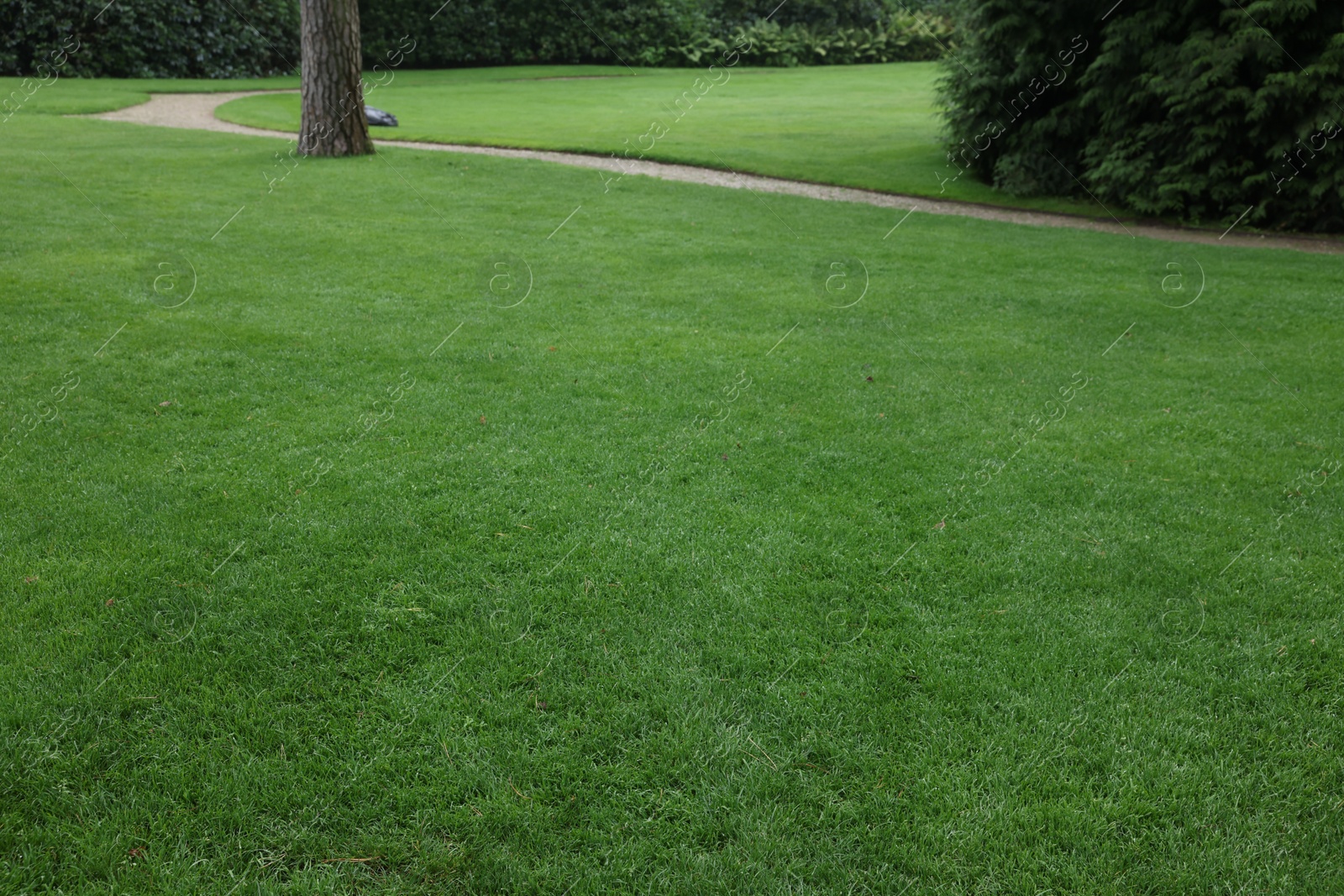 Photo of Beautiful freshly cut green lawn in park