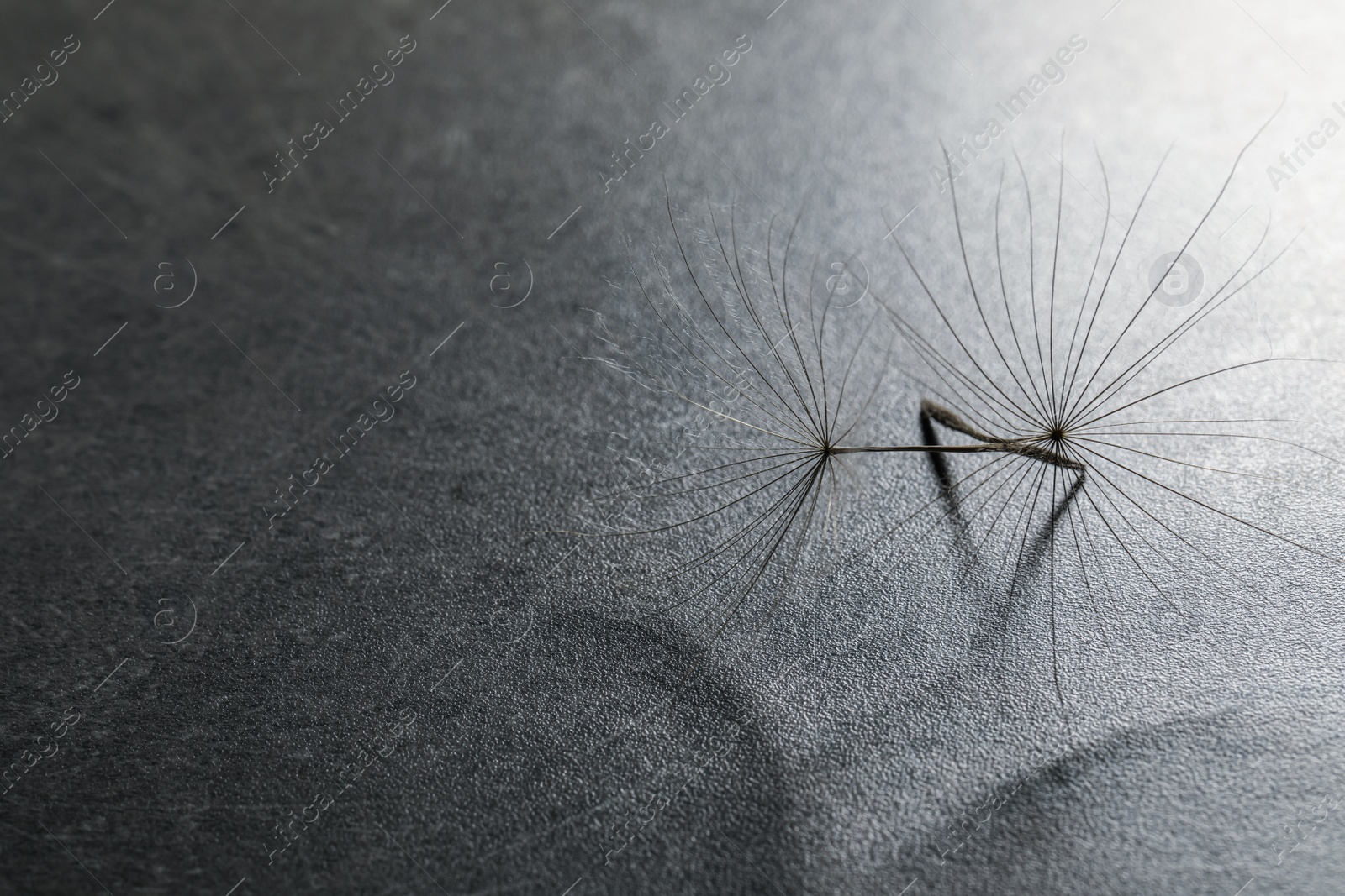 Photo of Seeds of dandelion flower on grey background, space for text
