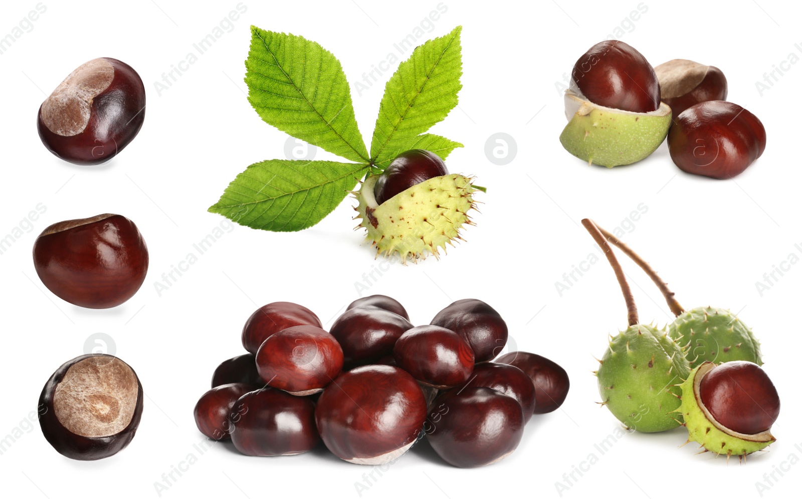 Image of Set of brown horse chestnuts with green leaf isolated on white
