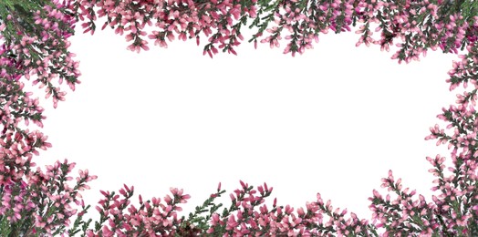 Image of Frame of heather branches with beautiful flowers on white background, top view. Space for text