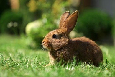 Photo of Cute fluffy rabbit on green grass outdoors. Space for text