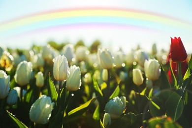 Image of Beautiful rainbow in blue sky over field of blooming tulips on sunny day
