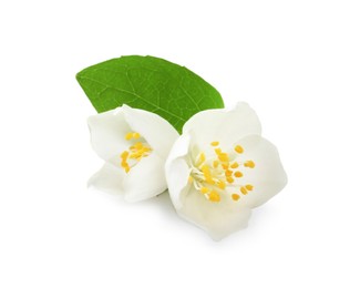 Photo of Beautiful flowers of jasmine plant with leaf on white background