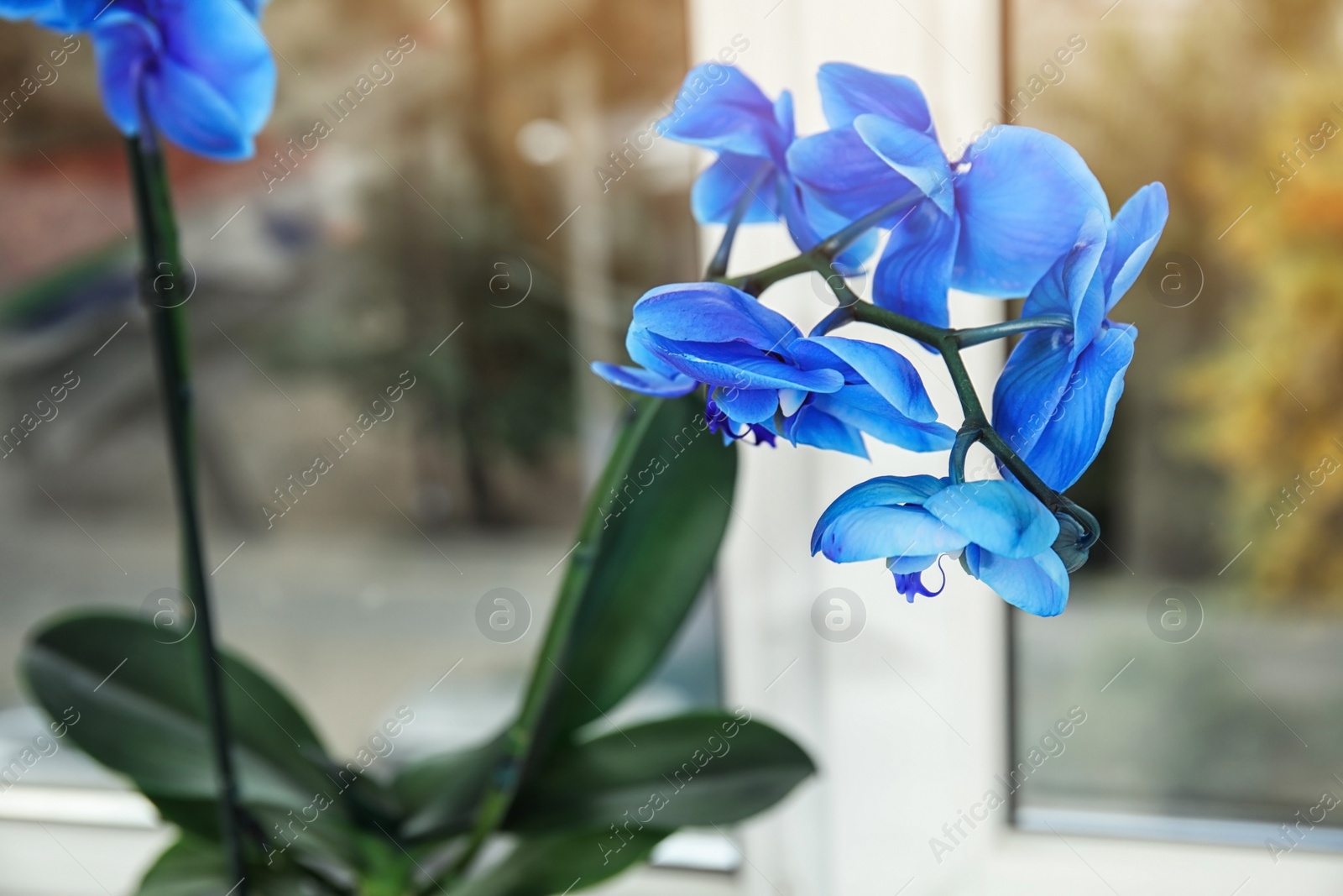 Photo of Beautiful tropical orchid flower near window glass, closeup