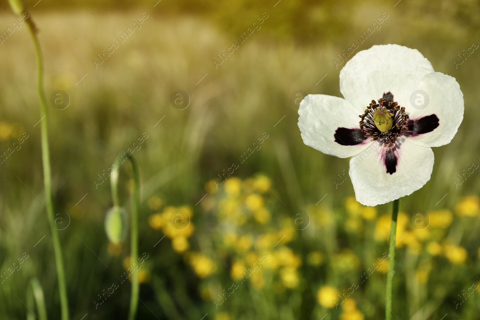 Photo of Beautiful flower growing in meadow on sunny day, closeup. Space for text