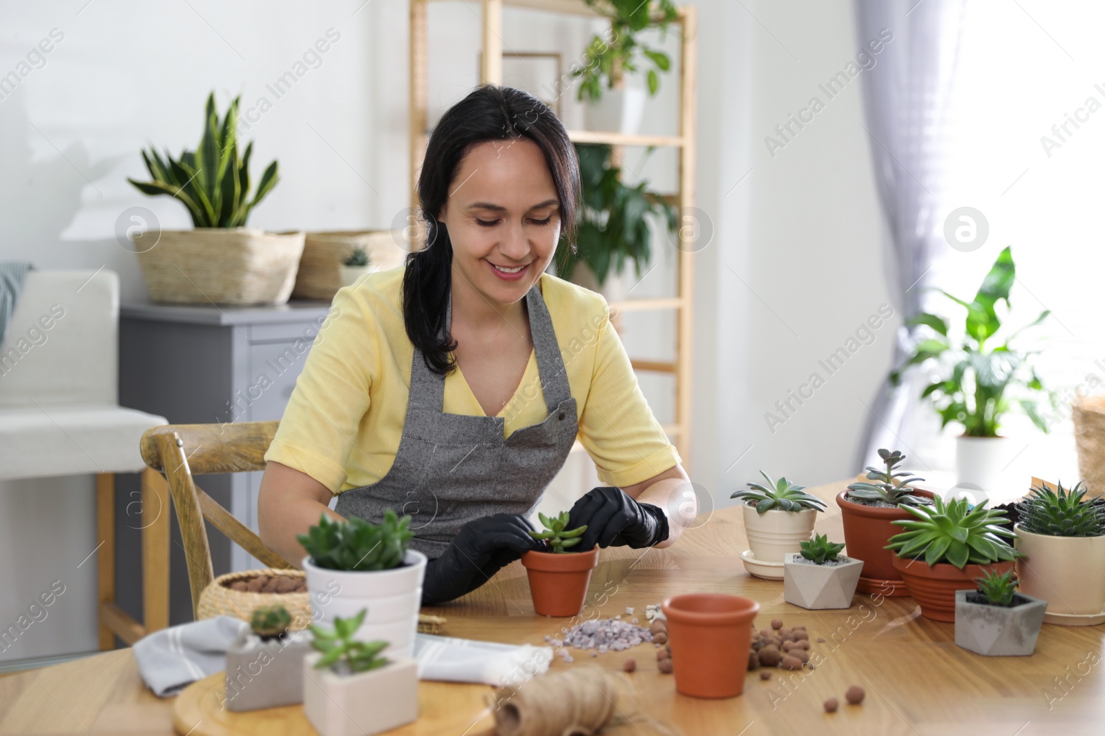 Photo of Mature woman potting succulent plant at home. Engaging hobby