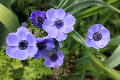 Beautiful blue anemone flowers growing outdoors, top view. Spring season