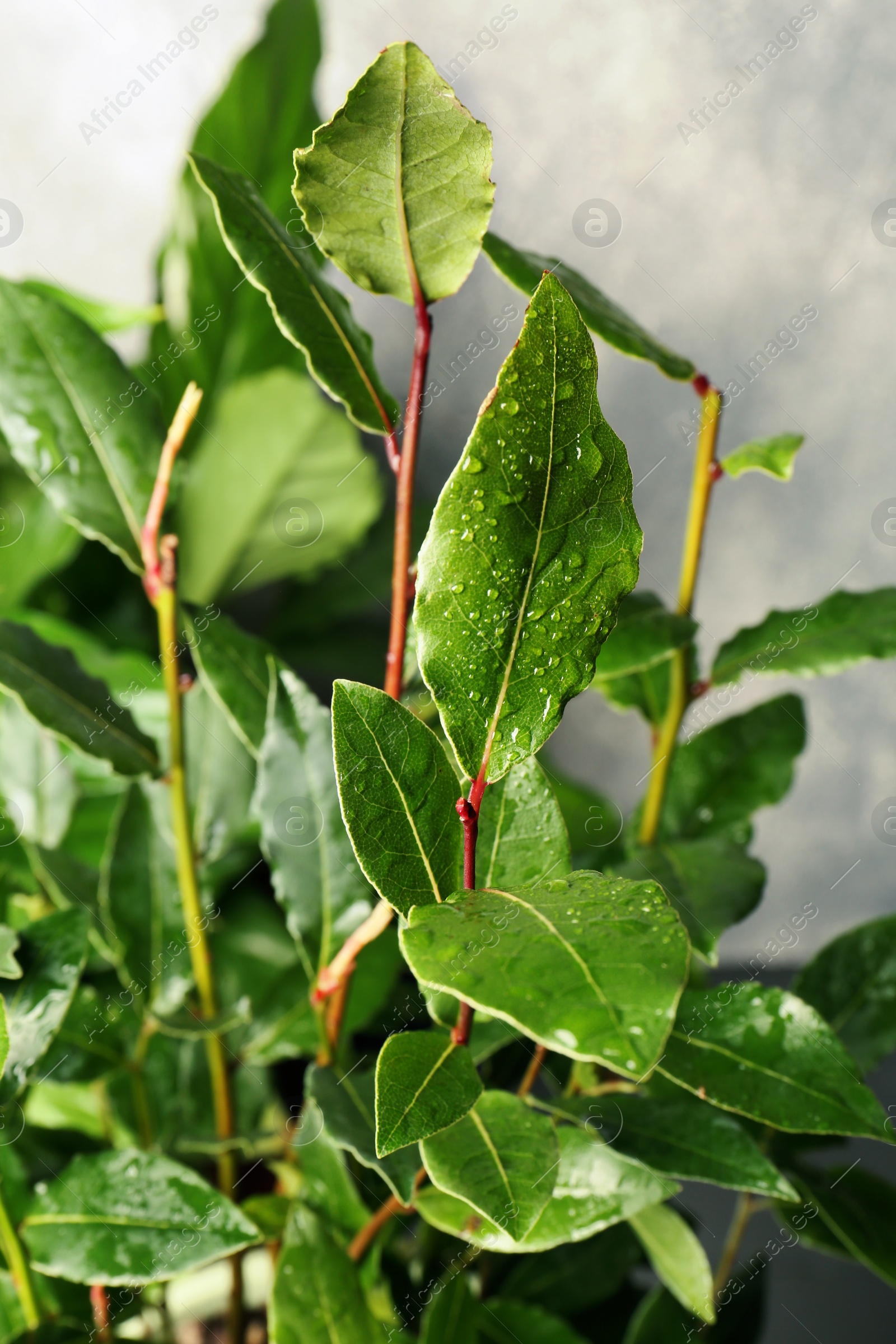 Photo of Bay tree with green leaves growing on grey background, closeup