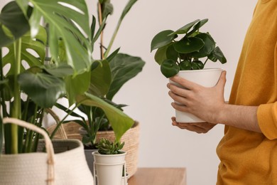 Woman with beautiful green houseplant indoors, closeup