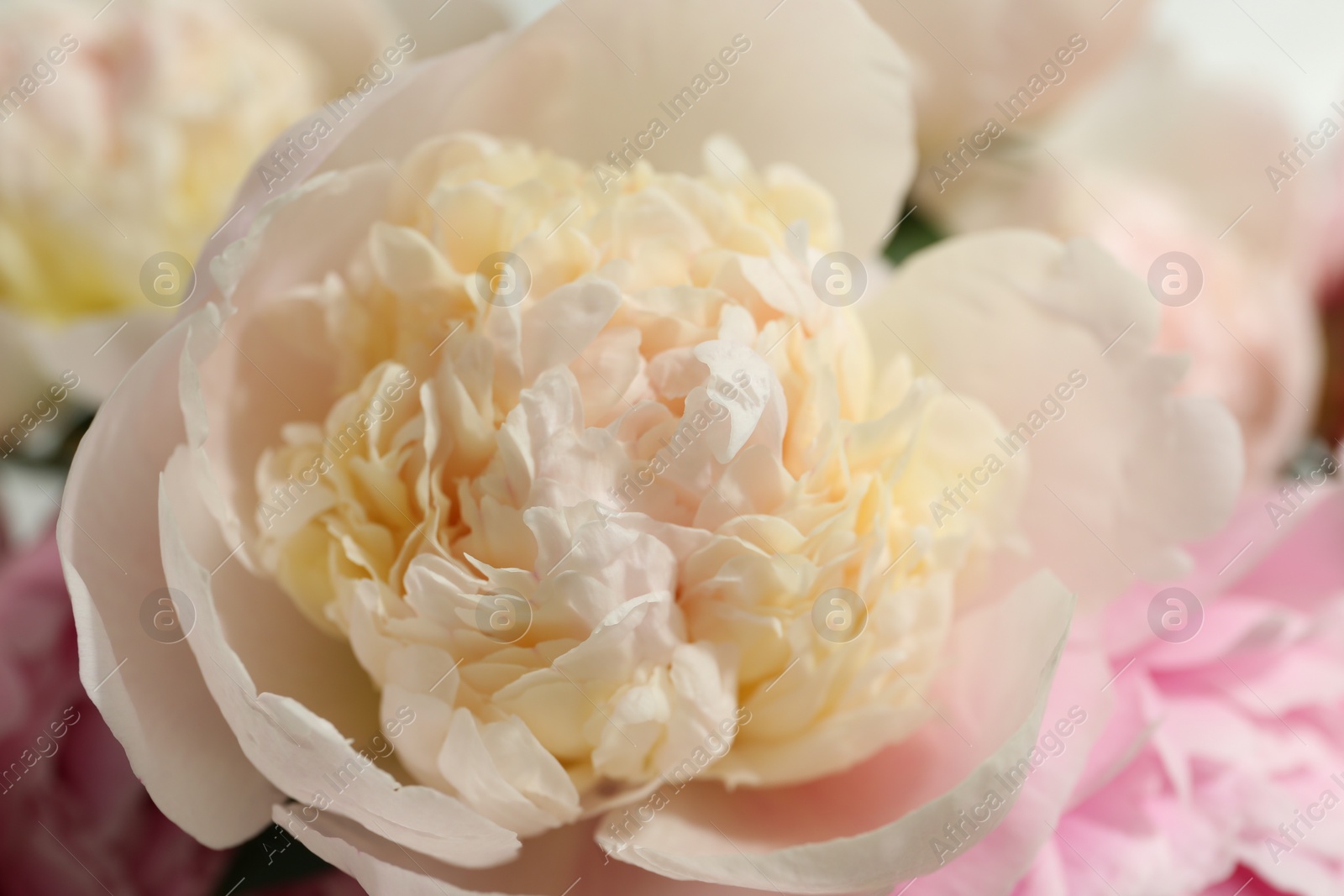 Photo of Beautiful aromatic peonies as background, closeup view