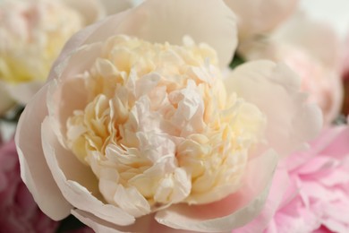 Photo of Beautiful aromatic peonies as background, closeup view