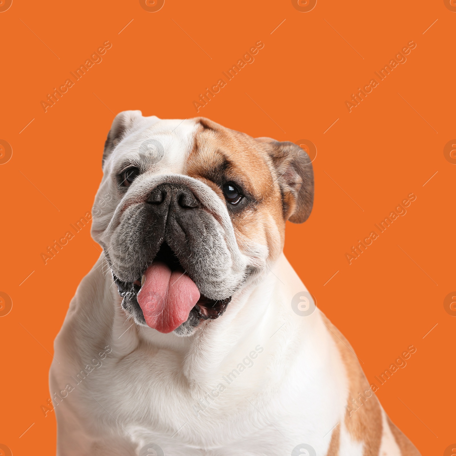 Image of Cute English bulldog on orange background. Adorable pet