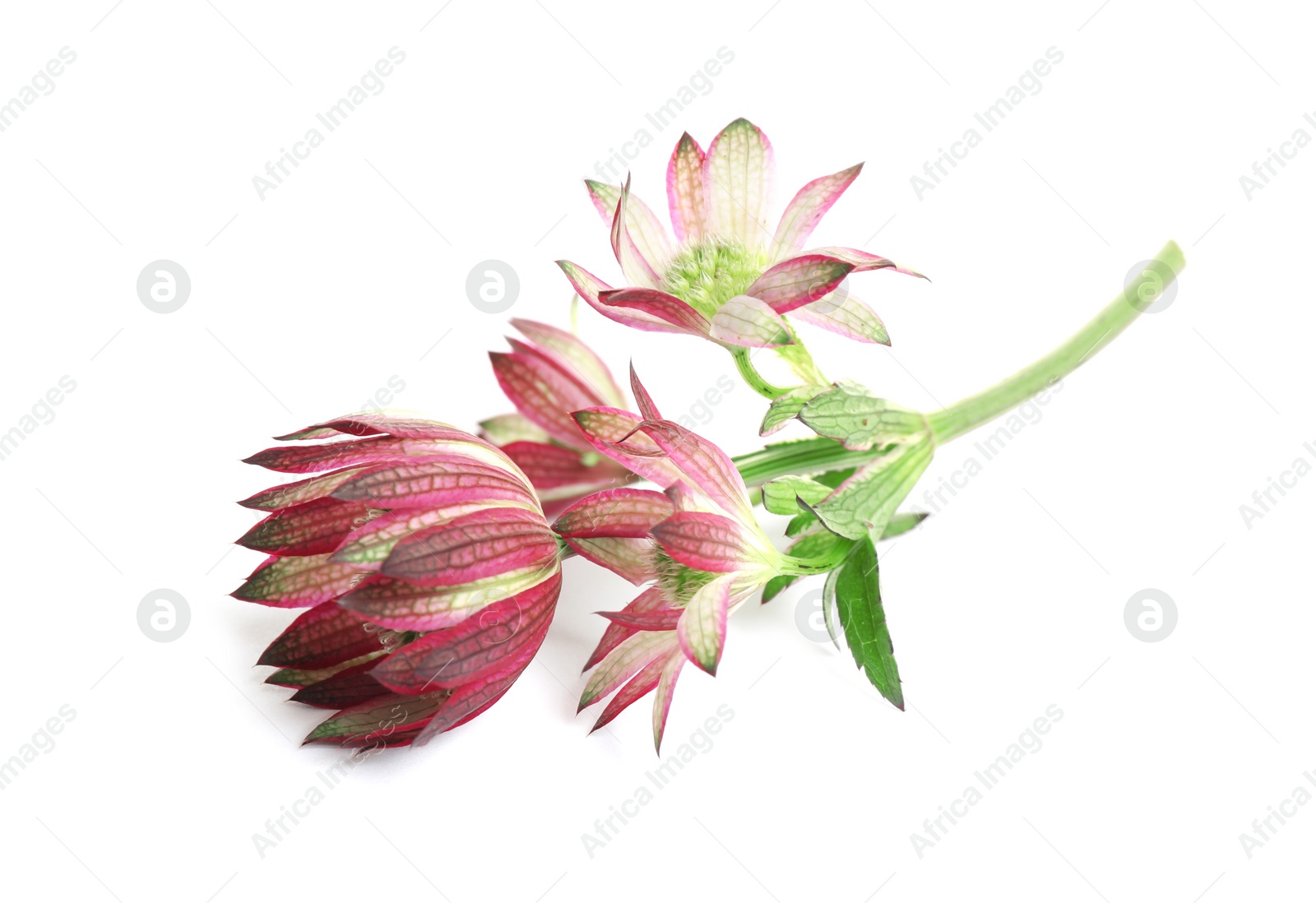 Photo of Beautiful fresh pink astrantia flowers isolated on white