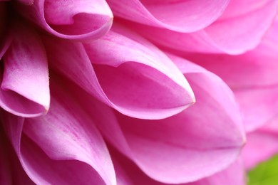 Photo of Beautiful Dahlia flower with pink petals as background, macro view