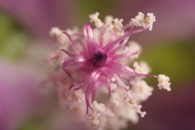 Photo of Beautiful violet Malva flower as background, macro view