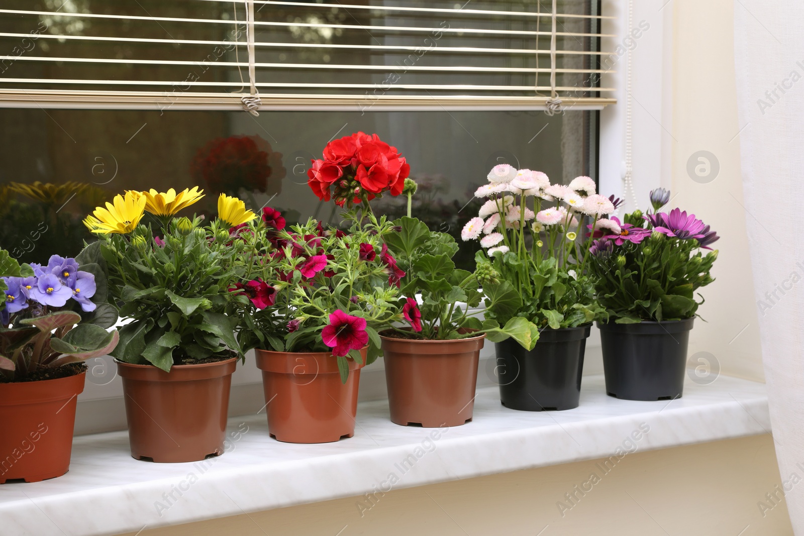 Photo of Different beautiful potted flowers on windowsill indoors