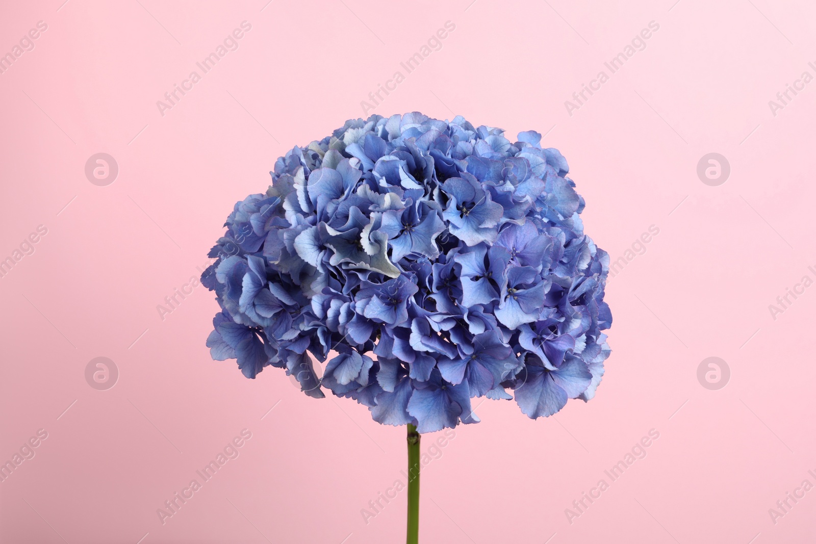 Photo of Delicate blue hortensia flowers on pink background